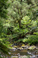 CA - P SA Au L 115922 Stevensons Falls Otways VIC- _56A2769