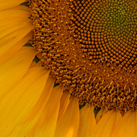 CA - P SA Au M 16581 Sunflowers_MG_0907-3