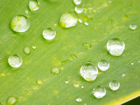 CA - P SA Au M 17417 Agave Fingal-0967