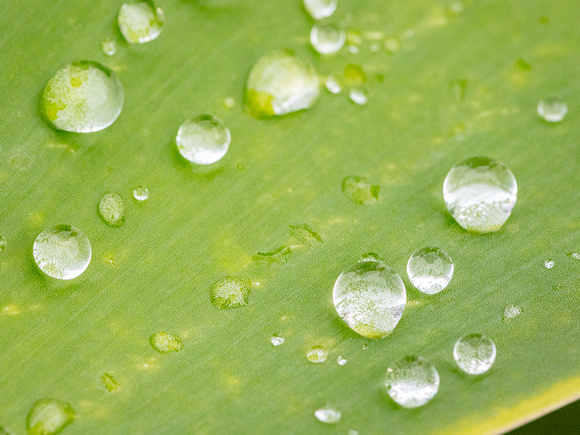 CA - P SA Au M 17417 Agave Fingal-0967