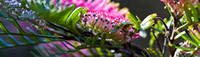 CH - P SA Au L 22932 Grevillea _MG_5862__