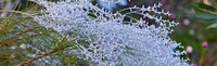 CH - P SA AU L 16154 WA Wildflowers White Shrub_MG_2783