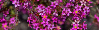 CH - P SA Au L 16529 WA Wildflowers Pink Summer Starflower_MG_2708