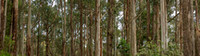 CH - P SA Au L 92620 Sunnyside Rd Otways_MG_1123