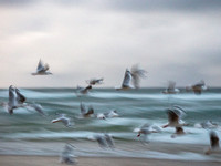 CA - P SA F 30101 Seagulls Fingal-_MG_1382