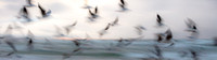 CH - P SA F 30089 Seagulls Fingal-_MG_1368