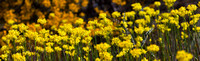 CH - P SA Au L 16864 WA Wildflowers Yellow_MG_2792