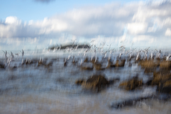 CA - P SA F 31021 Seagulls Fingal Beach-_MG_6765