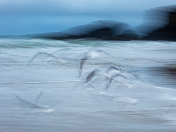 CA - P SA F 30007 Seagulls Fingal-1145