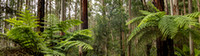 CH - P SA Au L 116965 Turtons Track VIC- _56A2901