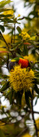 CV - P SA F 03493 Lorikeets_MG_4787