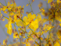 SE - P SA Au M 16426 Dancing-Lady Orchid_MG_9258