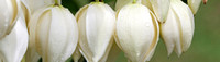 CH - P SA Au L 21116 Yucca-6162