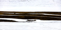 CA - P SA Au L 65072 Whaler's Bay Antarctica_MG_2573