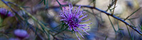 CH - P SA Au L 23030 Purple Flower Native _MG_5760__