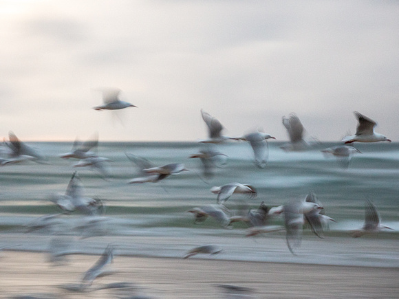 CA - P SA F 30100 Seagulls Fingal-_MG_1381