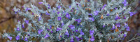 CH - P SA Au L 16628 WA Wildflowers Scurf-Pea_MG_2754