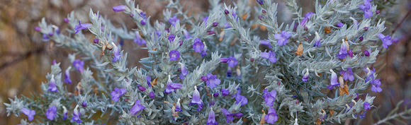 CH - P SA Au L 16628 WA Wildflowers Scurf-Pea_MG_2754