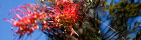 CH - P SA Au L 21817 O'Reilly's Grevillea-8838