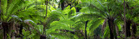 P SA Au L 113880 Californian Redwood Plantation Otways VIC- _56A4430