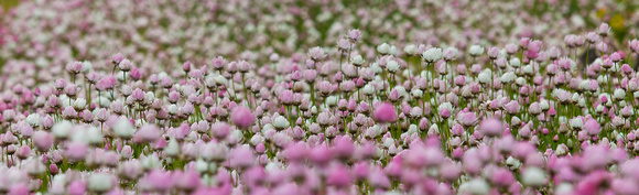 CH - P SA AU L 16048 WA Wildflowers Moora WA_MG_4355