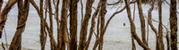 CH - P SA Au L 117909 Noosa Headland_56A1865