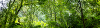 P SA Au L 113845 Californian Redwood Plantation Otways VIC- _56A4391