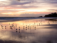 CA - P SA Au L 117347 Fingal Beach_56A0014