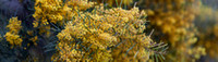 CH - P SA Au L 22589 Acacia _MG_6020__