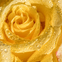 CS - P SA Au M 09781 Yellow Rose_MG_3491