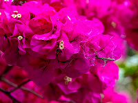 CA - P SA Au M 17250 Bogainvillea Kiama_MG_8788