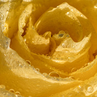 CS - P SA Au M 09778 Yellow Rose_MG_3484