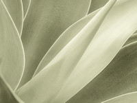 CA - P SA Au M 17427 Agave Fingal-1028