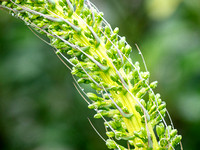 CA - P SA Au M 17405 Agave Fingal-0940