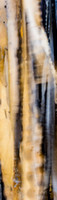 CV - P SA Au M 08277 King Island Kelp_MG_2893-2