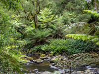 CA - P SA Au L 115918 Stevensons Falls Otways VIC- _56A2765