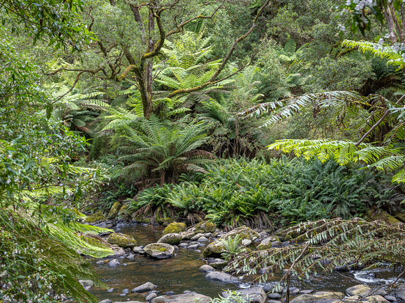 CA - P SA Au L 115918 Stevensons Falls Otways VIC- _56A2765