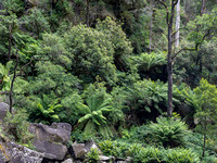 CA - P SA Au L 115874 Stevensons Falls Otways VIC- _56A2659