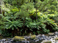 CA - P SA Au L 115905 Stevensons Falls Otways VIC- _56A2751