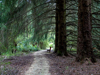 CA - P SA Au L 115932 Stevensons Falls Otways VIC- _56A2779