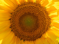 CA - P SA Au M 16581 Sunflowers_MG_0907