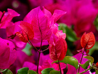 CA - P SA Au M 17255 Bogainvillea Kiama_MG_8793