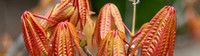 CH - P SA Au L 109352 Queenstown Gardens NZ_MG_8948