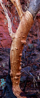CV - P SA Au L 77126 Karijini NP Pilbara_MG_9162-Pano