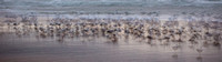 CH - P SA F 30045 Seagulls Fingal-1296