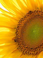 CA - P SA Au M 16590 Sunflowers_MG_0925