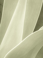 CA - P SA Au M 17432 Agave Fingal-1039