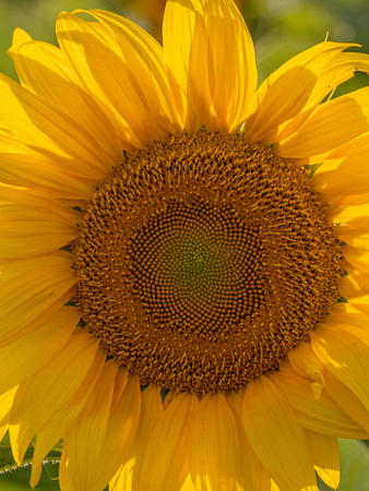 CA - P SA Au M 16582 Sunflowers_MG_0909