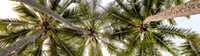 CH - P SA Au L 110203 Palm Cove Cairns -2242
