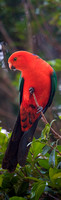 CV - P SA F 1245 King Parrot